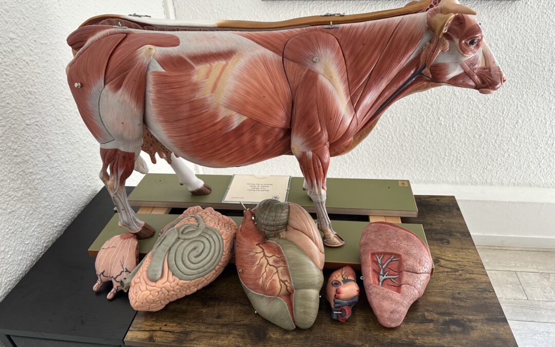 modèle anatomique de vache