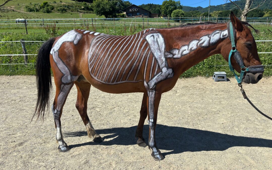 atelier anatomique peinture