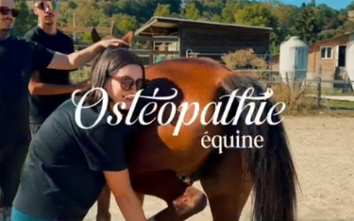 Pratique en ostéopathie équine à l’Écurie du Chenelet