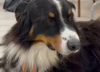 Pratique canine