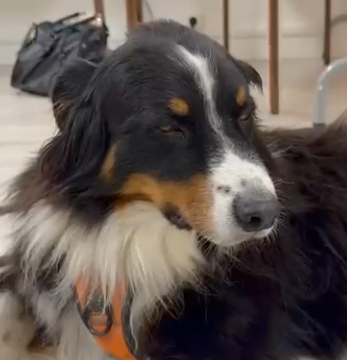 Pratique canine